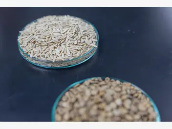 Ilustracja artykułu nasiona ogórków - popularne odmiany, ceny, opinie, porady