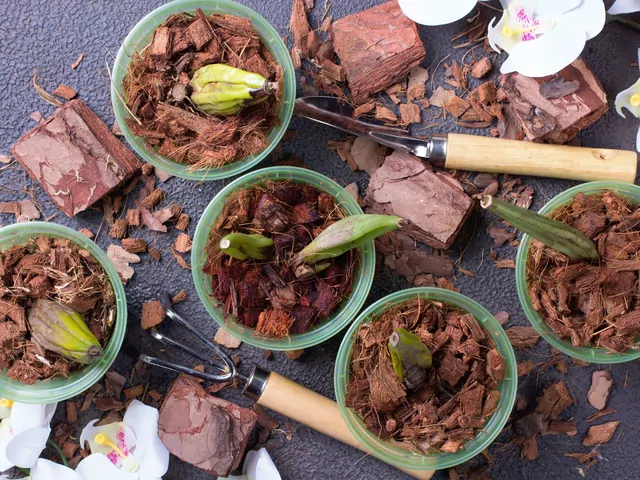 Wybór nasion storczyków: odmiany i porady