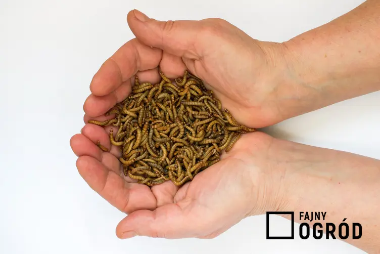 Larwy owadu mącznik młynarek trzymane w dłoniach, a także zwalczanie szkodnika