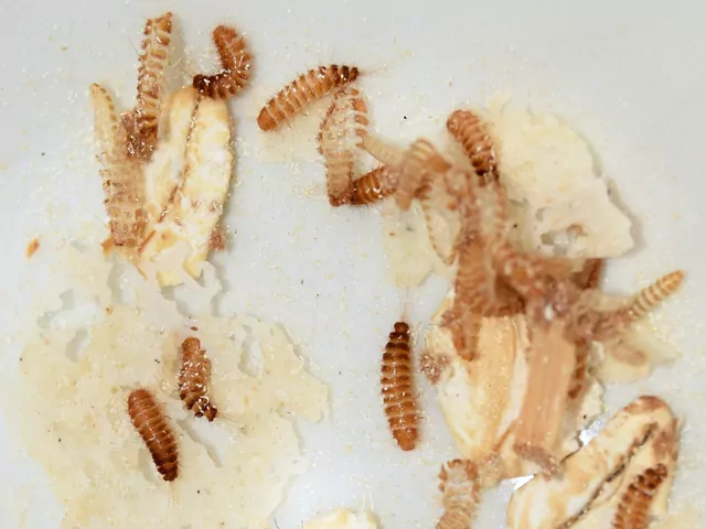 Zwalczanie szubaka Smirnowa: metody i preparaty