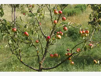 Ilustracja artykułu dzika jabłoń - opis odmiany, pielęgnacja, choroby, porady