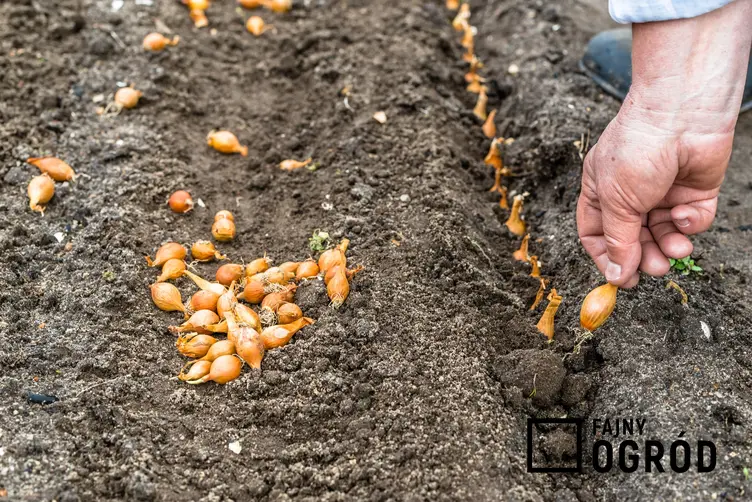 Sadzenie cebuli, a także nasiona cebuli i odmiany cebuli w Polsce