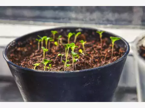 Nasiona pelargonii: odmiany i porady