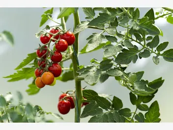 Ilustracja artykułu obrywanie liści pomidorów krok po kroku - poradnik praktyczny