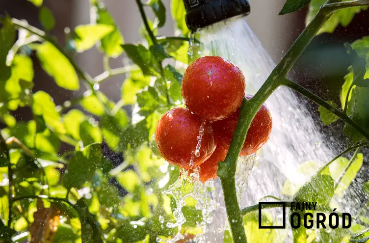 Podlewanie pomidorów w ogrodzie w czasie owocowania, a także porady jak często podlewać pomidory
