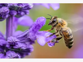 Ilustracja artykułu stwórz ogród przyjazny dla pszczół