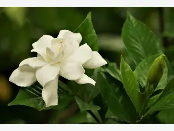 Ilustracja artykułu kwiat gardenia jaśminowata - uprawa i pielęgnacja pięknego kwiatu