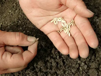 Ilustracja artykułu jakie nasiona ogórków wybrać? odmiany, ceny, opinie, porady