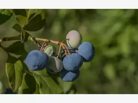 Borówka kanadyjska: odmiany i uprawa