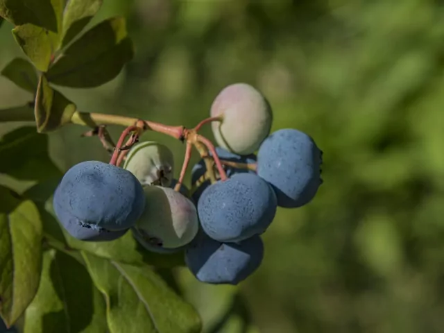 Borówka kanadyjska: odmiany i uprawa