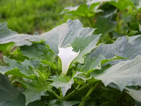 Sadzonki datury: odmiany i porady