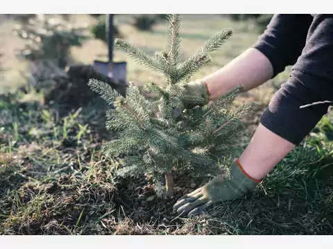 Sadzonki jodły kaukaskiej: rodzaje i ceny