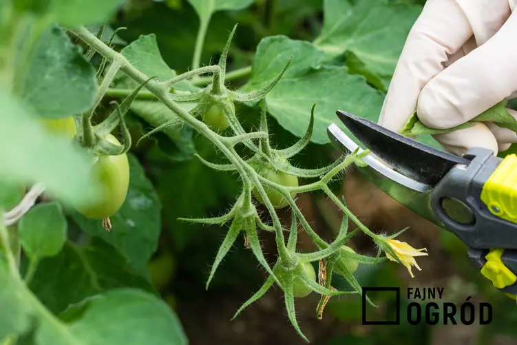 Przycinanie pomidorów z małymi owocami i jak przycinać pomidory