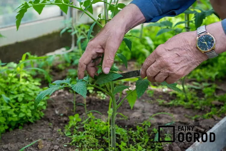 Przycinanie pomidorów w domowym ogródku oraz jak przycinać pomidory
