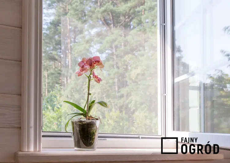 Storczyk w szkle na parapacie okna, czyli orchidea w szkle i uprawa storczyków w szkle