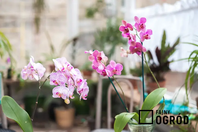 Storczyk w szklew czasie kwitnienia, czyli orchidea w szkle i uprawa storczyków w szkle