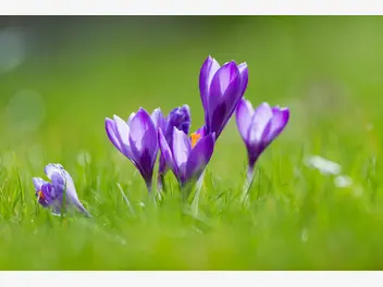 Ilustracja artykułu fioletowe kwiaty: nazwy i top 10 fioletowych kwiatów ogrodowych