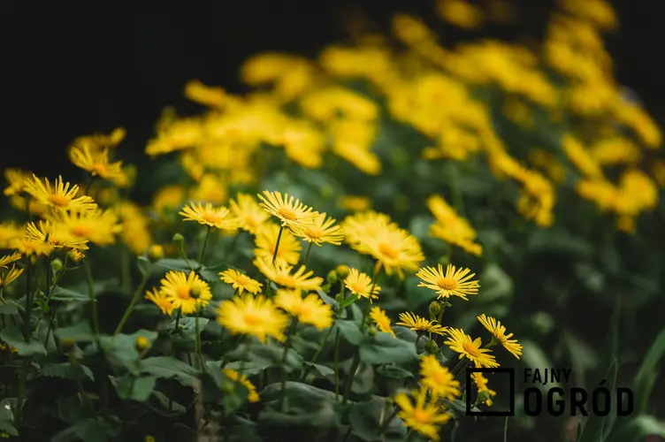 Kwiat omieg w czasie kwitnienia oraz inne żółte kwiaty ogrodowe i kwitnące na żółto