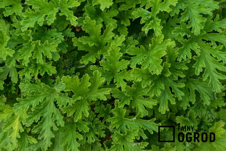 Rożlina lecznicza geranium z zielonymi liśćmi, a także pelargonia szorstka i jej zastosowanie
