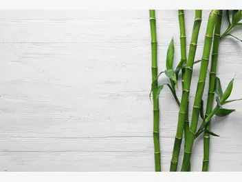 Ilustracja artykułu sadzonki bambusa krok po kroku - rodzaje, ceny, opinie, porady