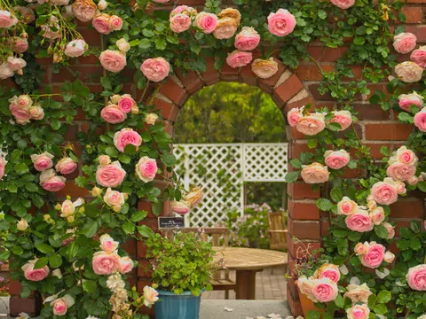 Róża Eden - sadzenie i pielęgnacja