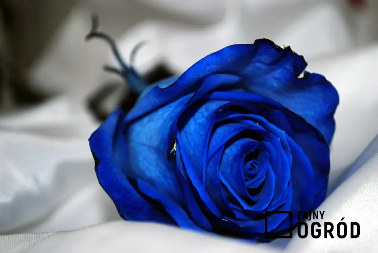 Pojedyncza niebieska róża na białym tle oraz uprawa i pielęgnacja
