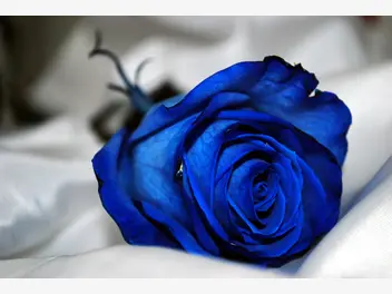 Ilustracja artykułu niebieska róża - odmiany, sadzenie, uprawa, pielęgnacja