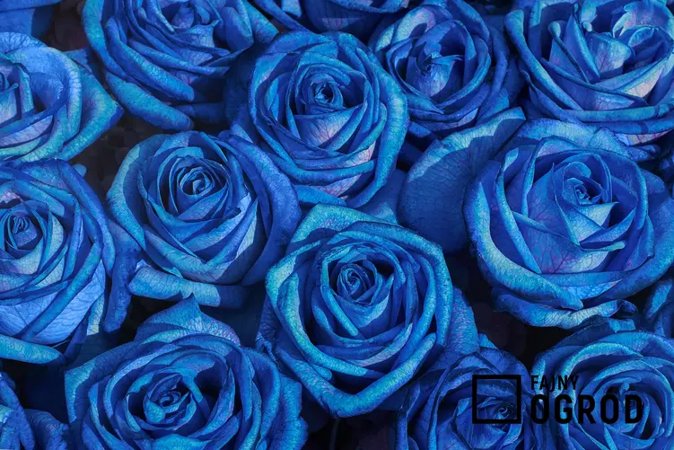 Bukiet niebieskich róż, czyli niebieska róża, róże wielkokwiatowe i ich uprawa
