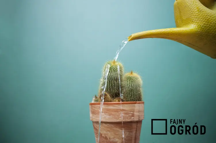 Podlewanie kaktusa konewką, a także porady, jak podlewać kaktusy