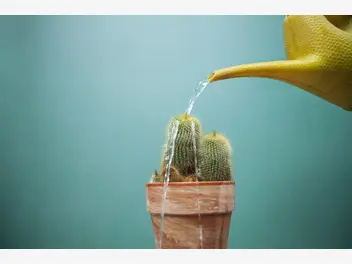 Ilustracja artykułu jak podlewać kaktusy doniczkowe? praktyczny poradnik pielęgnacji kaktusów