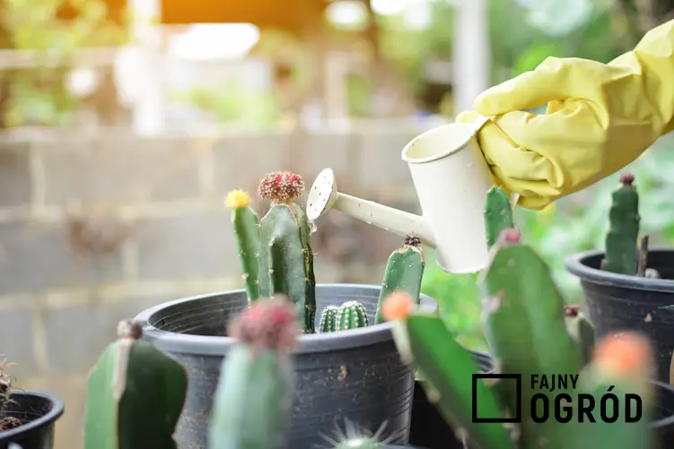 Podlewanie kaktusa w domu, a także porady, jak podlewać kaktusy doniczkowe