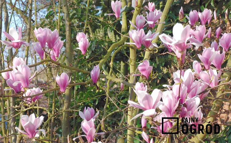 Magnolia w czasie kwitnienia w ogrodzie, a także cena za sadzonki magnolii