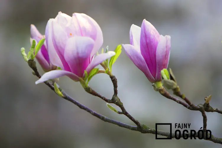 Magnolia i zbliżenie na jej kwiat, a także sadzonki magnolii i ich cena