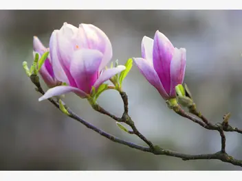 Ilustracja artykułu sadzonki magnolii krok po kroku - rodzaje, ceny, opinie, porady