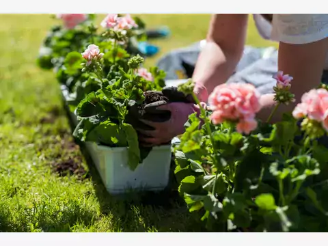 Sadzonki pelargonii: rodzaje i porady