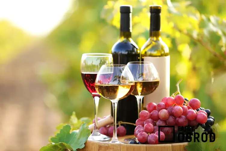 Wino w kieliszka i w butelce oraz domowe wino z wingron, wino z derenia, wino z jarzębiny, wino z pigwy