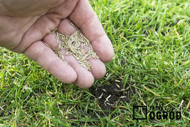 Dosiewanie trawy nasionami z dłoni oraz dosiewanie trawnika na wiosnę
