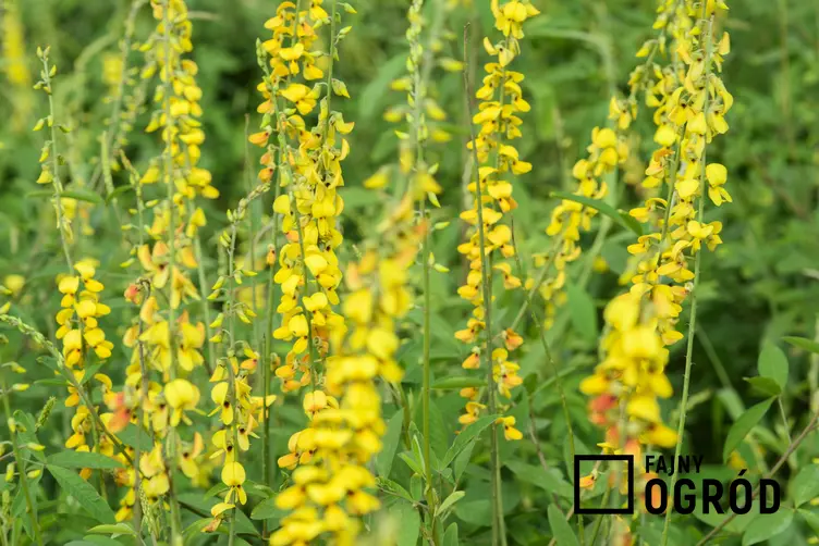 Roślina nostrzyk żółty, Melilotus officinalis w czasie kwitnienia, a także działanie i zastosowanie