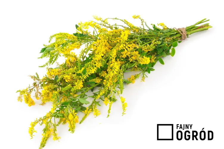 Kwiat nostrzyk żółty, Melilotus officinalis na białym tle, a także zastosowanie i właściwości lecznicze