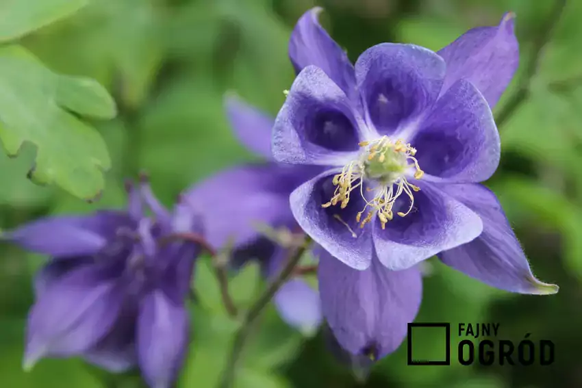 Kwiat orlik, Aquilegia, zbliżenie kwiatu