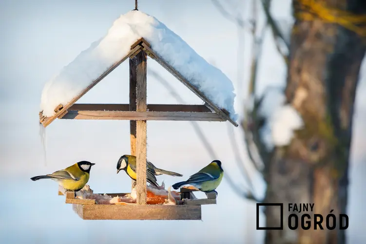 Ptaszki zimą w karmniku oraz dokarmianie zwierząt zimą, zwierząt leśnych, dokarmianie ptaków