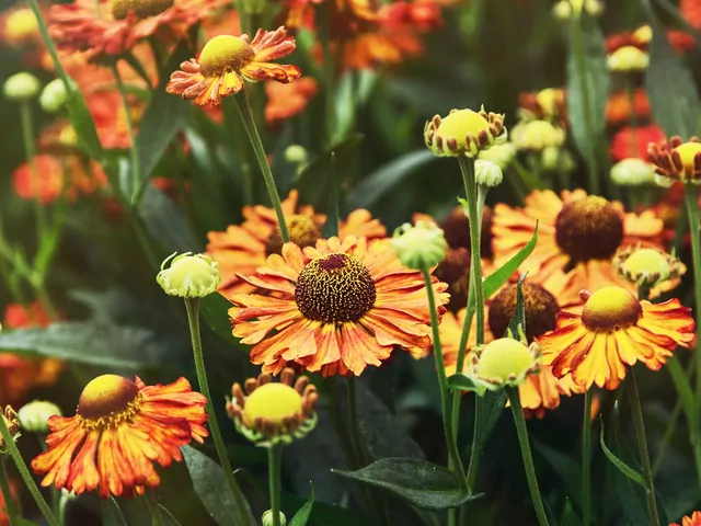 Dzielżan ogrodowy - uprawa i rozmnażanie
