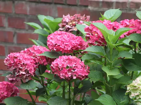 Hortensja ‘Diamant Rouge’ - uprawa i pielęgnacja