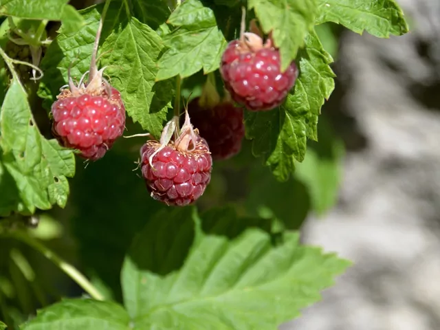 Przesadzanie malin - jak i kiedy