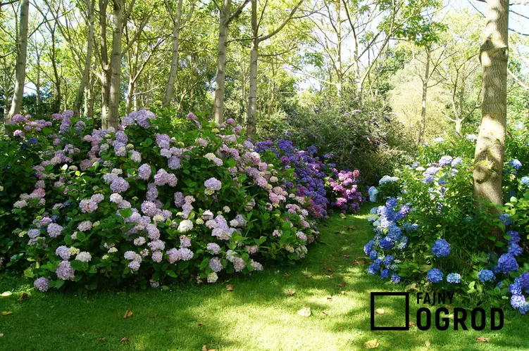 Pięknie kwitnące hortensje w ogrodzie, a także polecane odmiany hortensji, gatunki hortensji