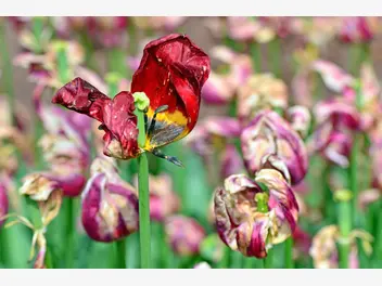 Ilustracja artykułu tulipany po przekwitnięciu krok po kroku? kiedy wykopać cebulki?
