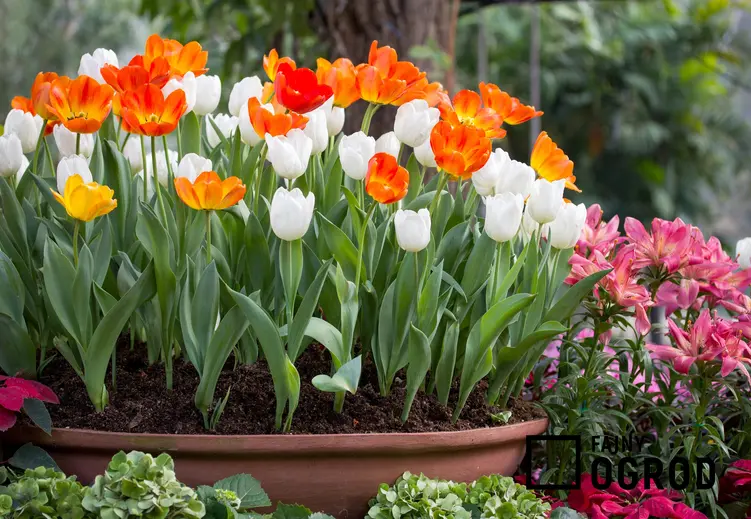 Tulipany kwitnące w doniczce, a także sadzenie tulipanów w doniczkach i uprawa