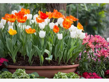Ilustracja artykułu uprawa tulipanów w doniczce krok po kroku - praktyczny poradnik