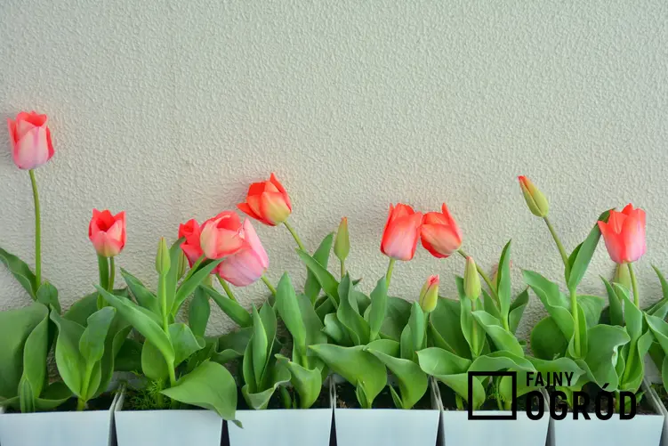 Tulipany w doniczce krok po kroku, czyli uprawa tulipanów w domu, sadzenie tulipanów w doniczkach