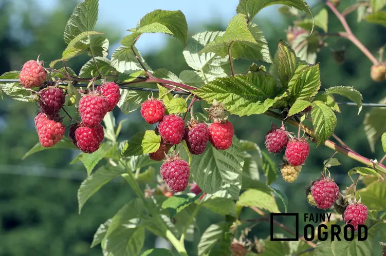 Krzew malina właściwa, Rubus idaeus w czasie owocowania, a także uprawa i właściwości